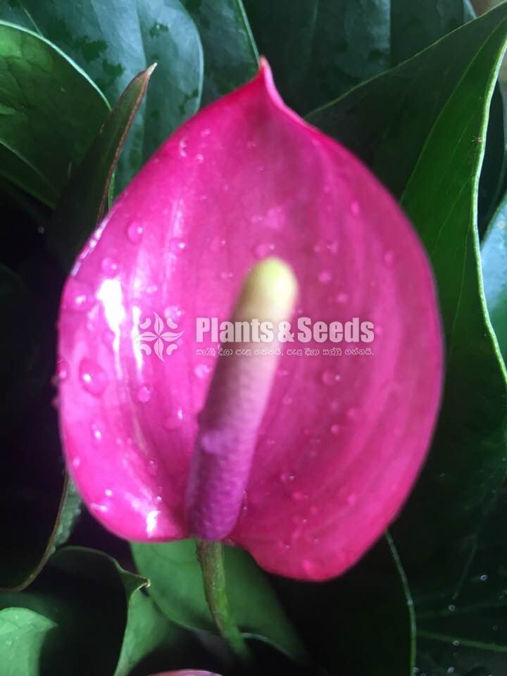 Lady Jane Anthurium (ලේඩි ජේන් )