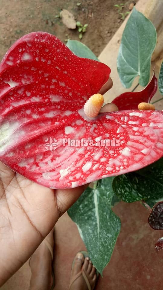 Red champion Anththrium