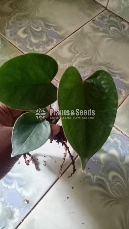 Red champion Anththrium