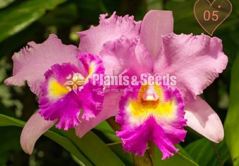 Catliya Orchids
