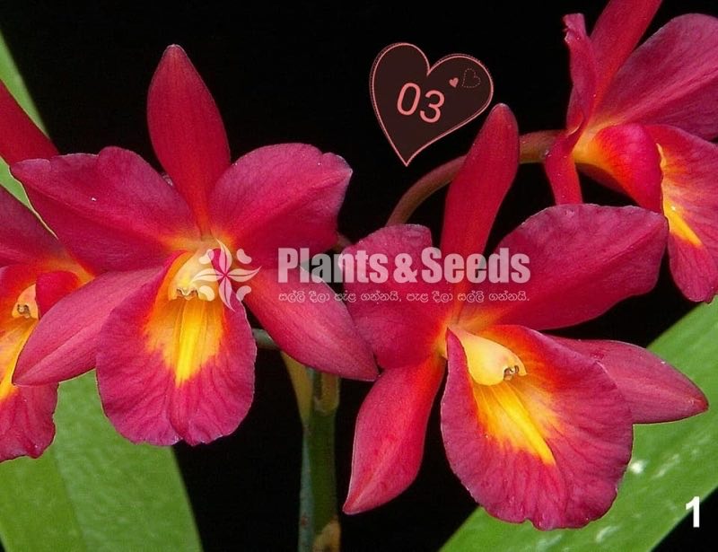 Catliya Orchids