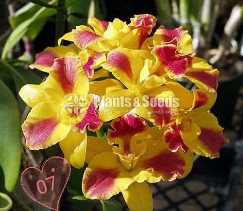 Catliya Orchids