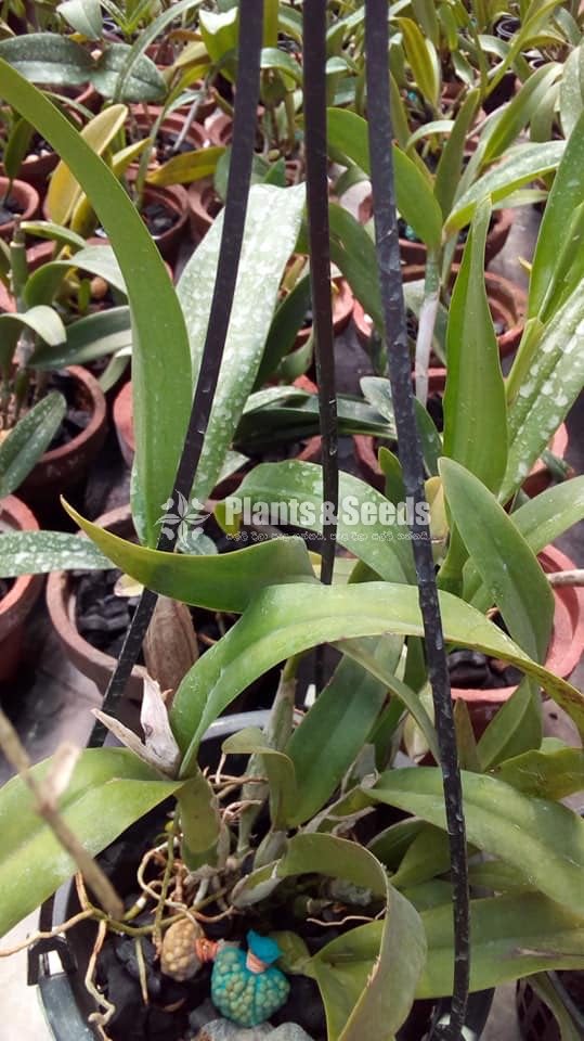 Catliya Orchids