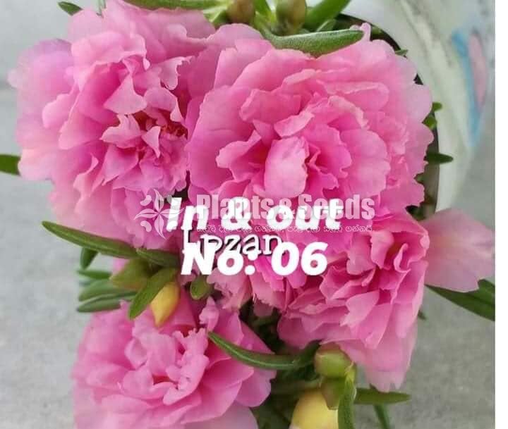 Japan Rosa