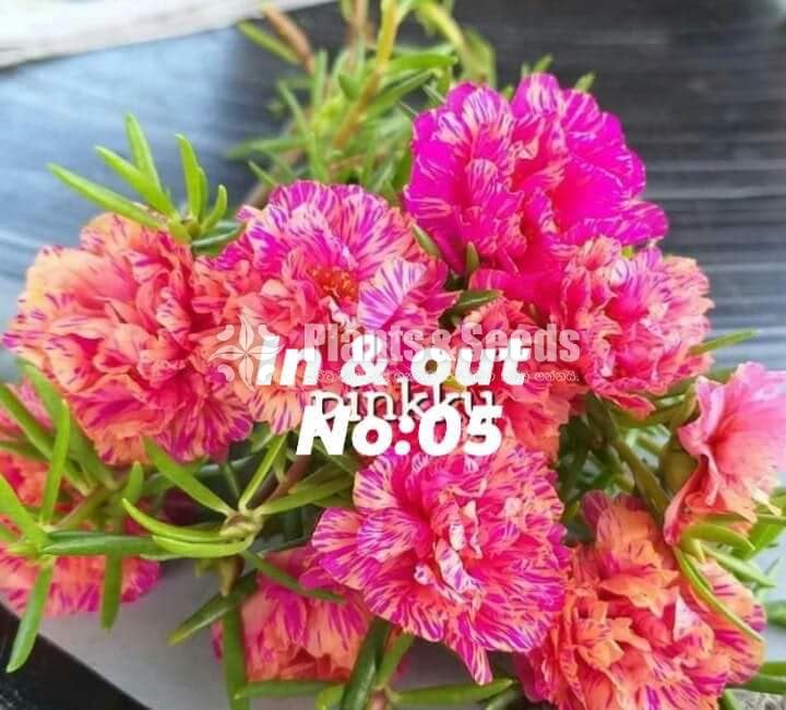 Japan Rosa