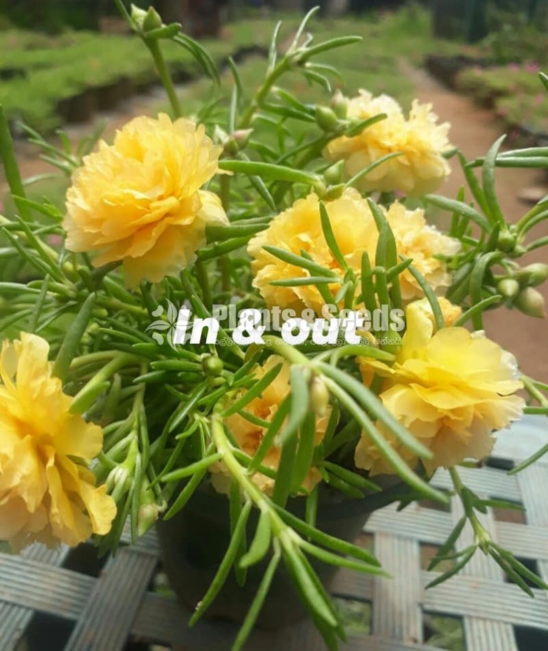 Japan Rosa