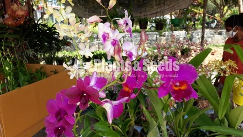 Vanda Blooming
