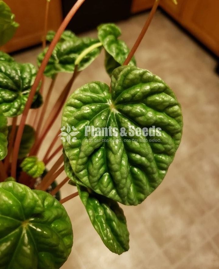 Peparomia caperata 