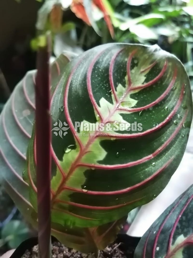 Calatheya