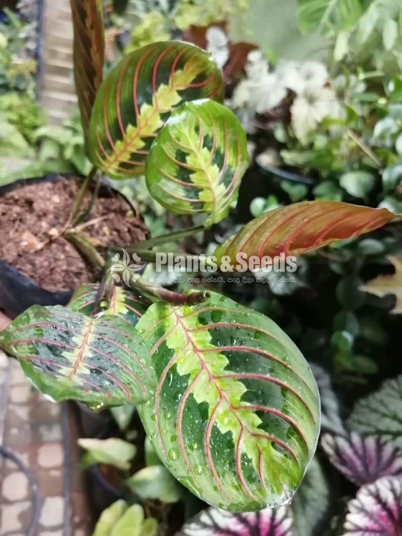 Calatheya
