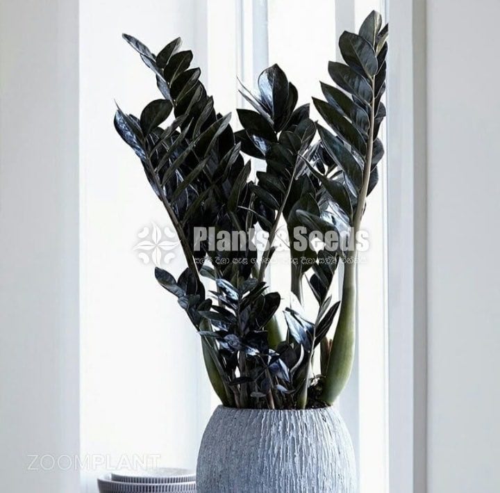  Black lucky (zz plant)