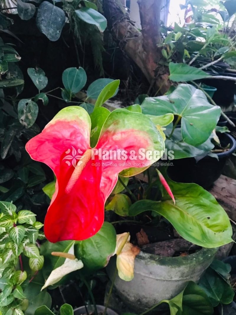 Red king anthurium mother plant
