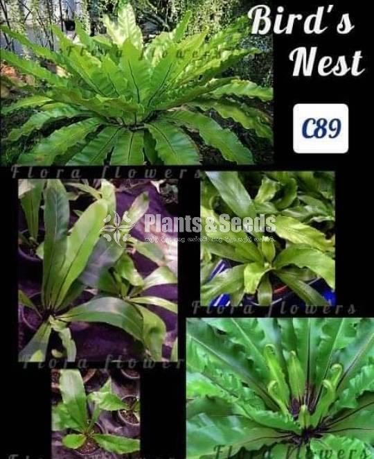 Birds nest fern