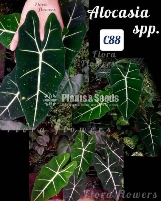Alocasia Spp