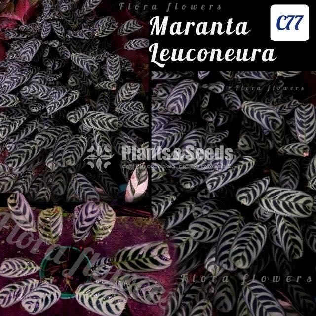 Maranta Leuconeura