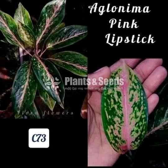 Pink Lipstick Aglonima