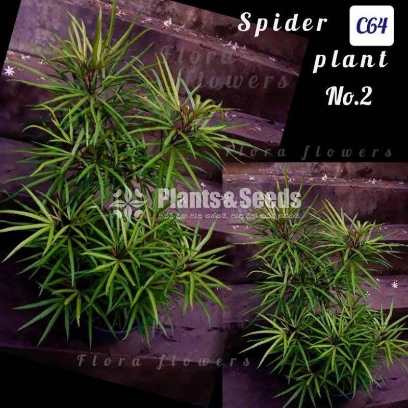 Spider Plant (Tree Type) 