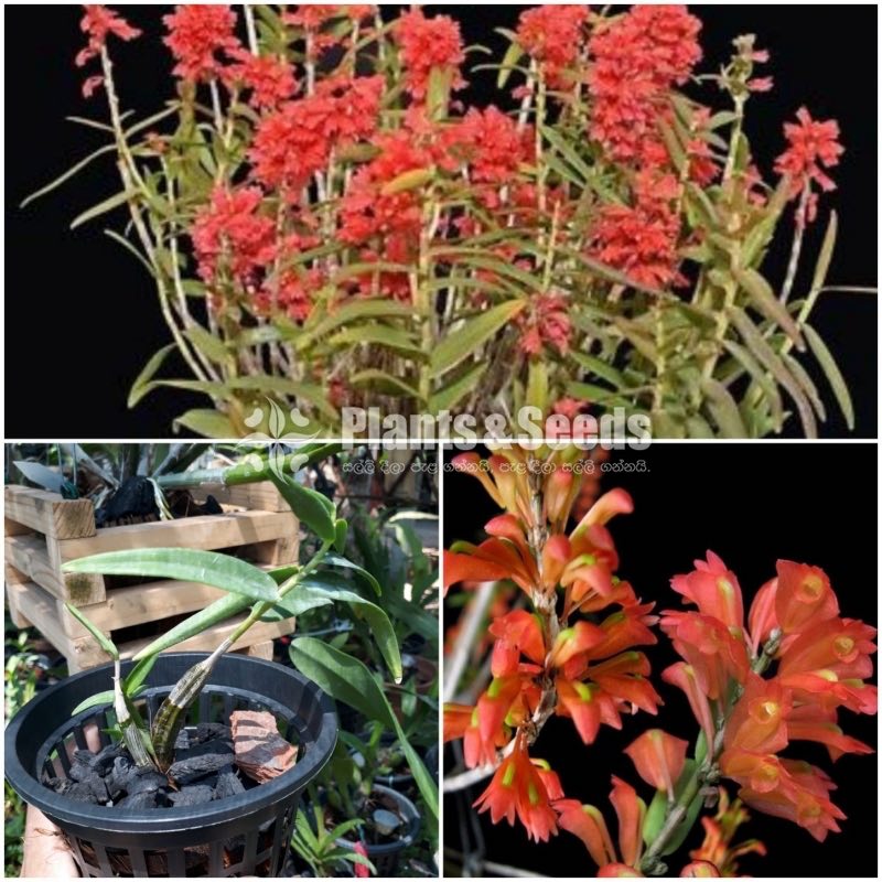 Dendrobium Feciferum  Orchids