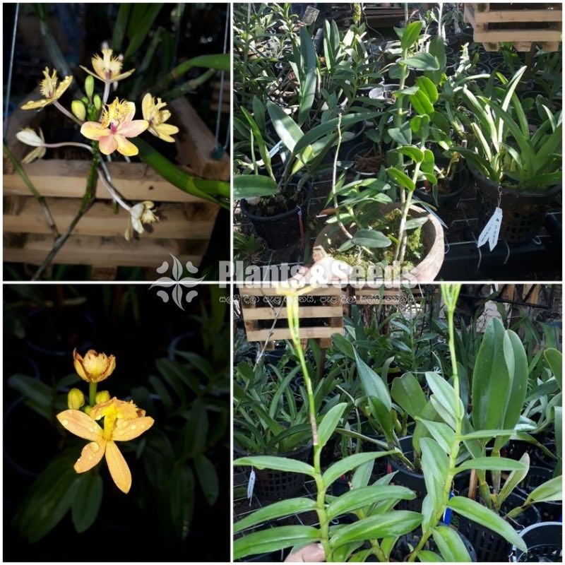 Ephidendram yellows Orchids