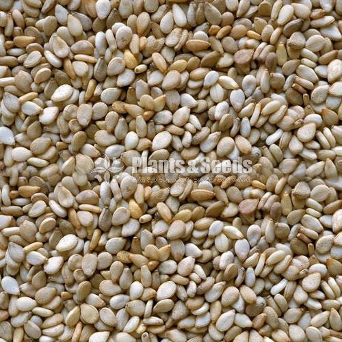 Sesame Seeds(තල ඇට )