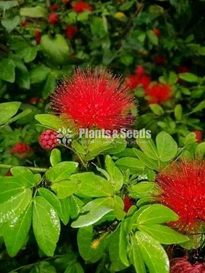 Powder Puff (පවුඩ ෆෆ්)