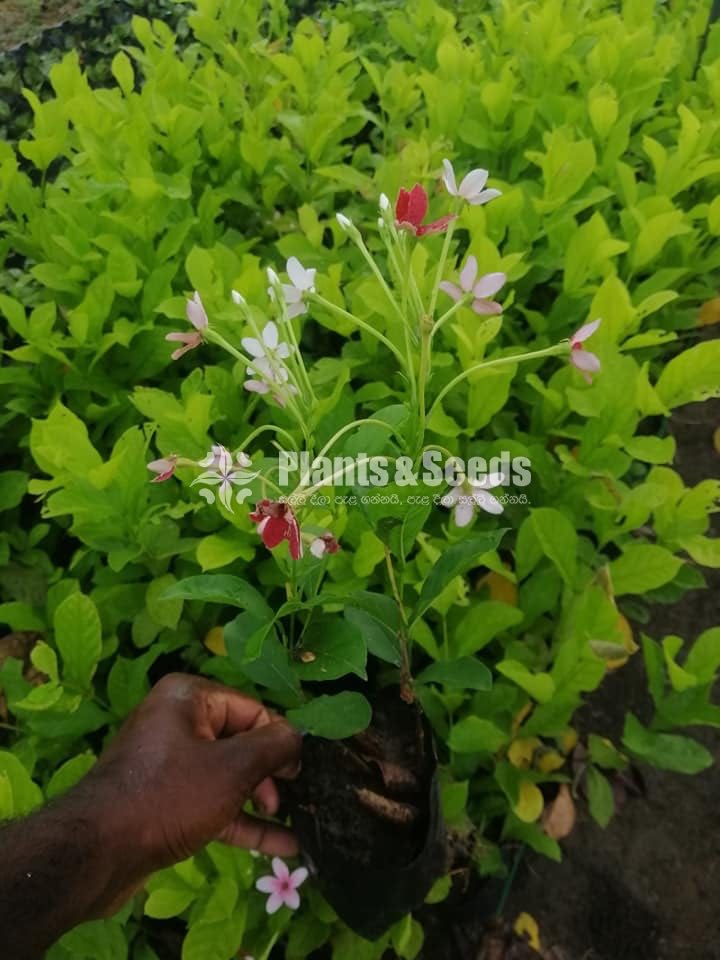Dunkan Sela(ඩන්කන් සේල )