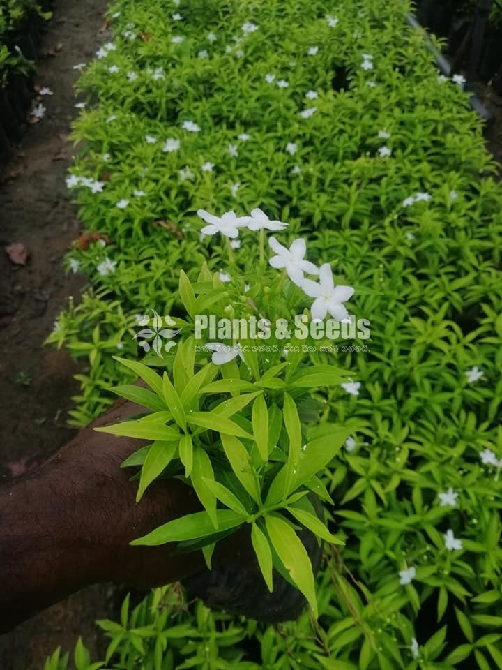 Iwata Plants(ඉවාටා)
