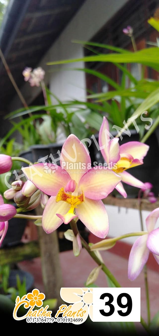 Ground orchids