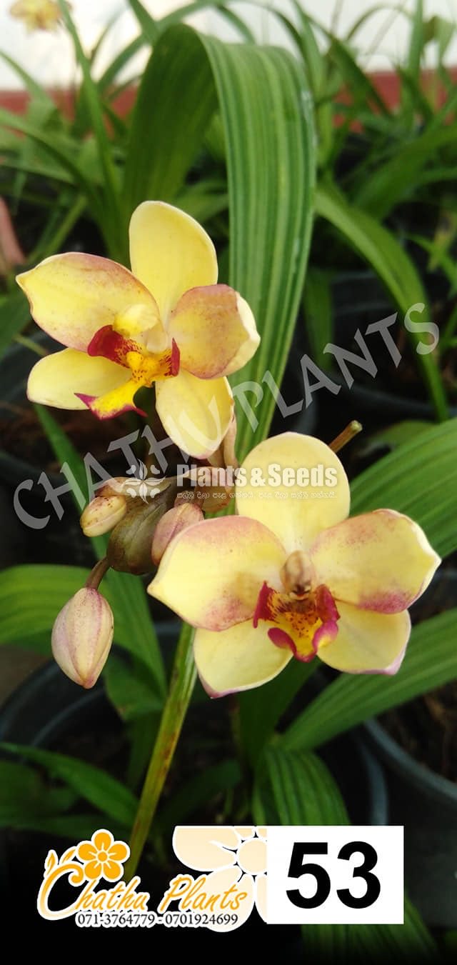 Ground orchids