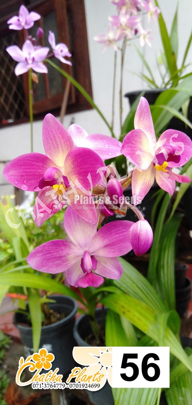 Ground orchids