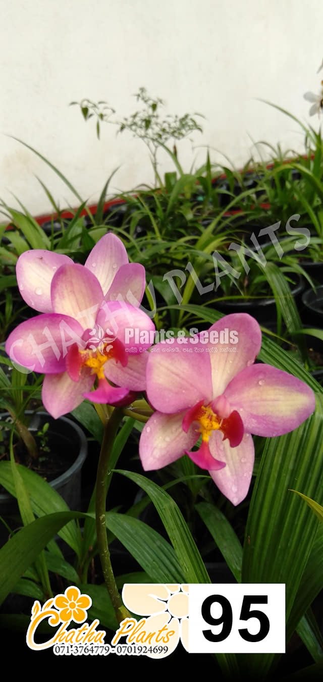 Ground orchids