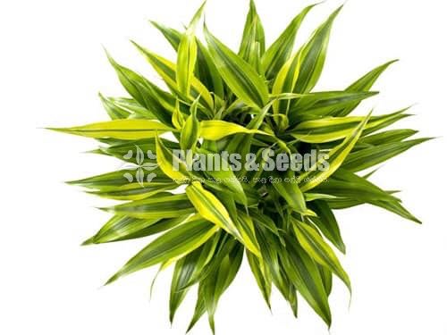 Lucky bamboo (Sanderiana)