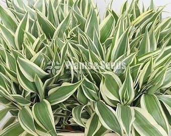 Lucky bamboo (Sanderiana)