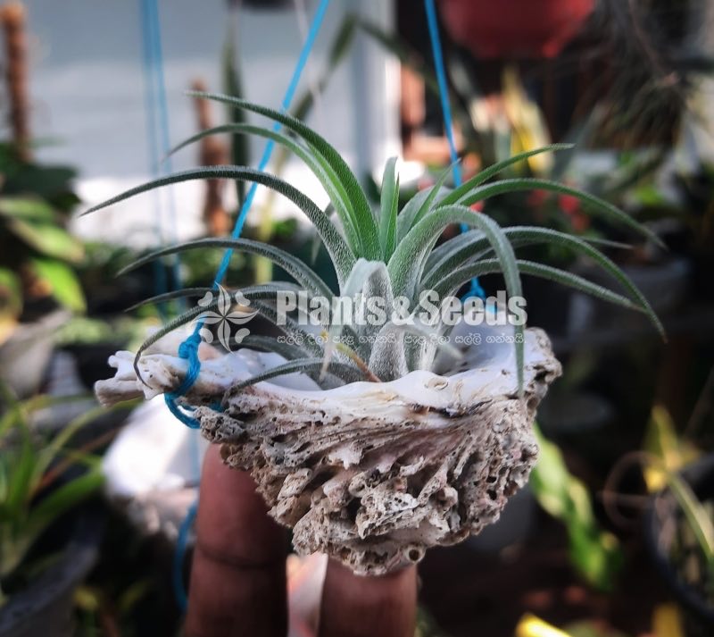 Air Plants