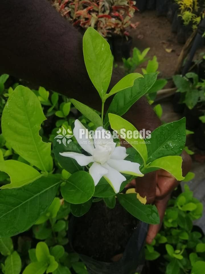 Indian Pichcha(ඉන්දියන් පිච්ච)