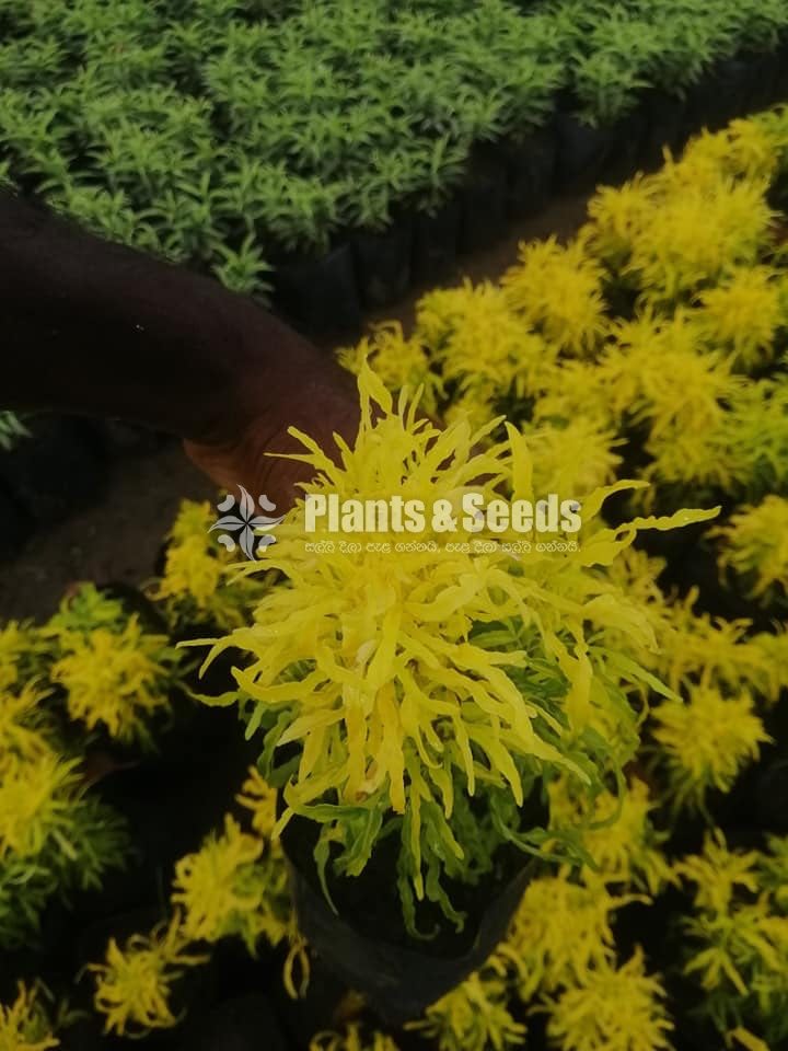Kuru Phibiya ( කුරු පිහිබියා )