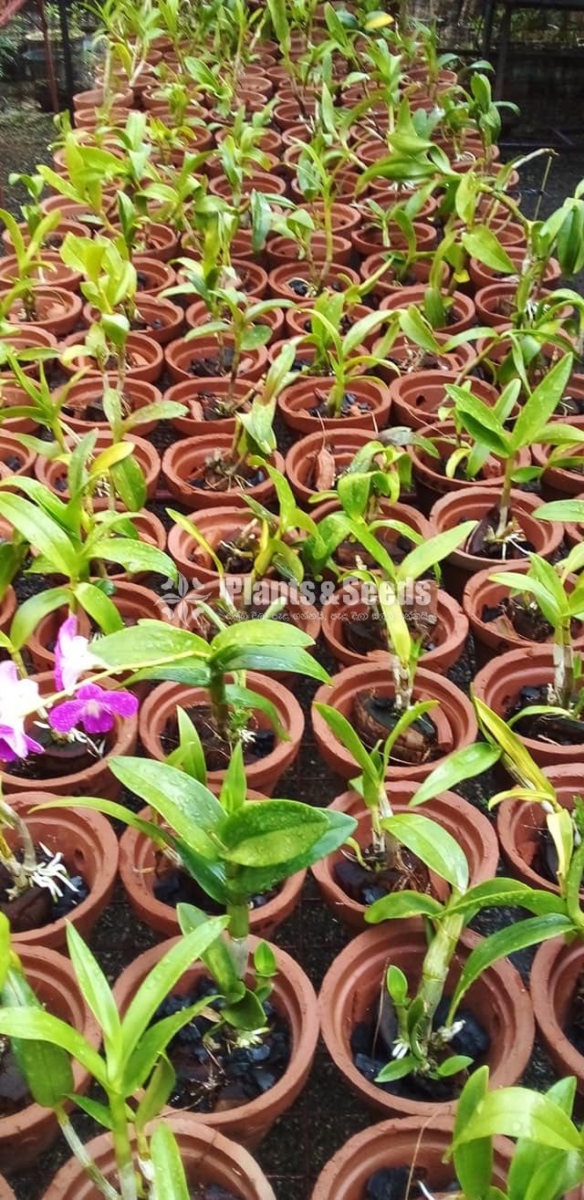 Dendrobium Small Plants