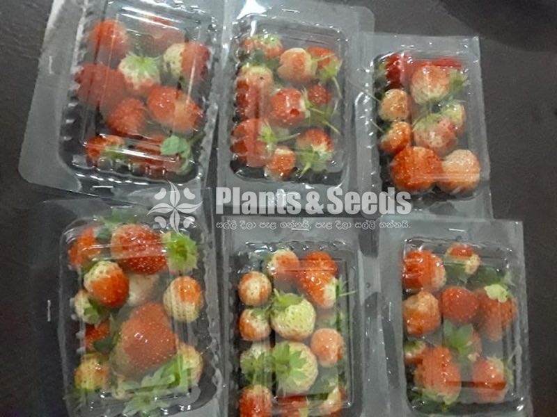 Strawberry