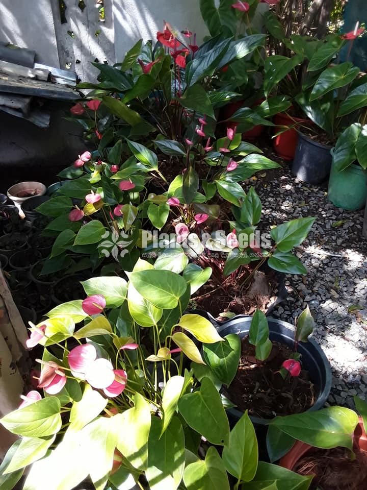 Deshiya Anthurium