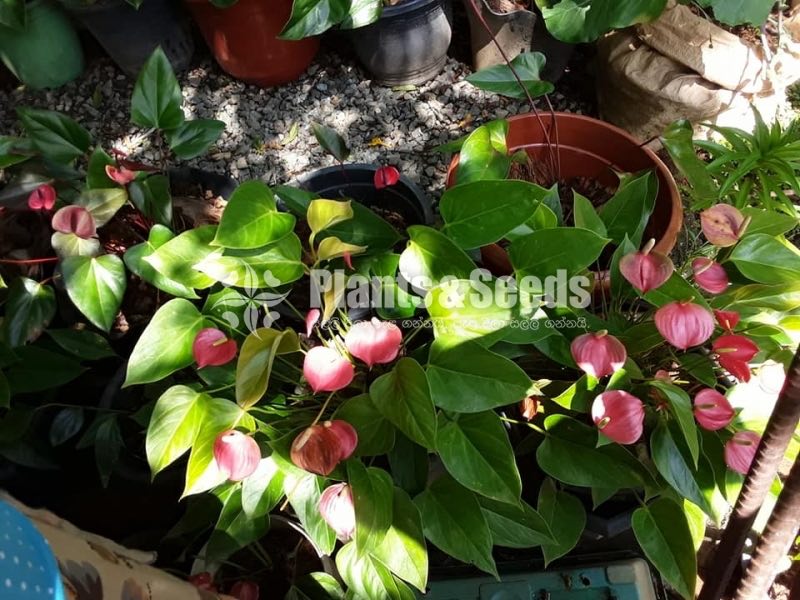 Deshiya Anthurium