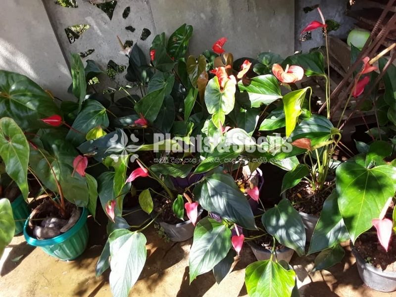 Deshiya Anthurium