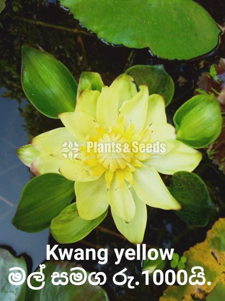 Kwang Yellow