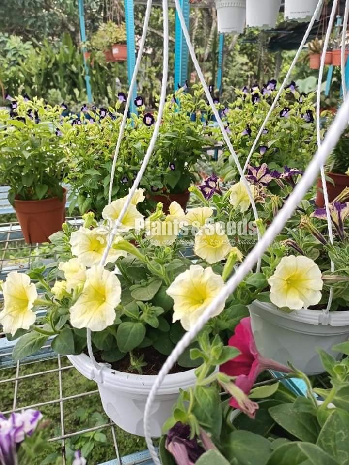 Pitonia