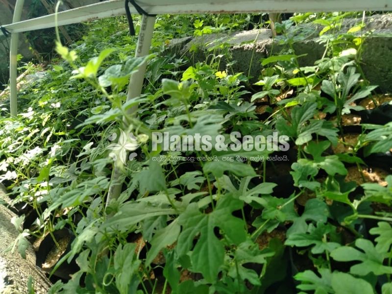 Thubha Pela(තුබ පැල )