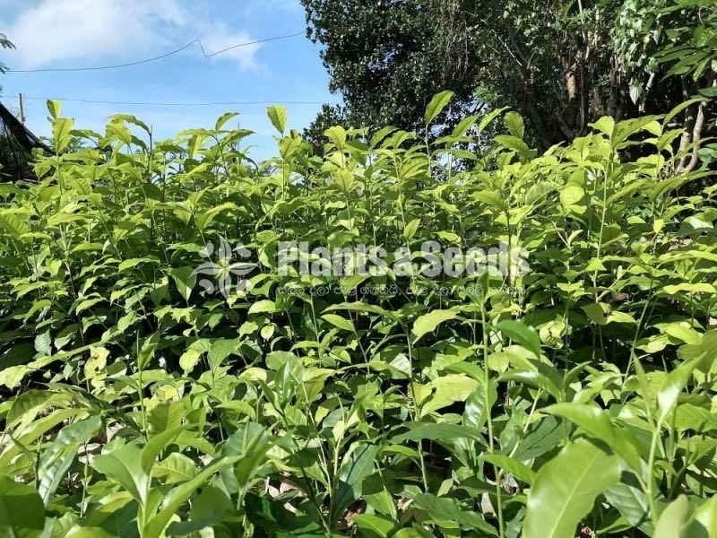 Tea Plants