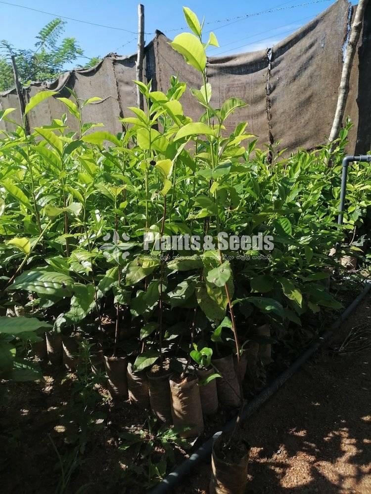 Tea Plants