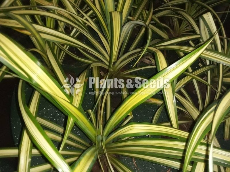 Pandanus Plant