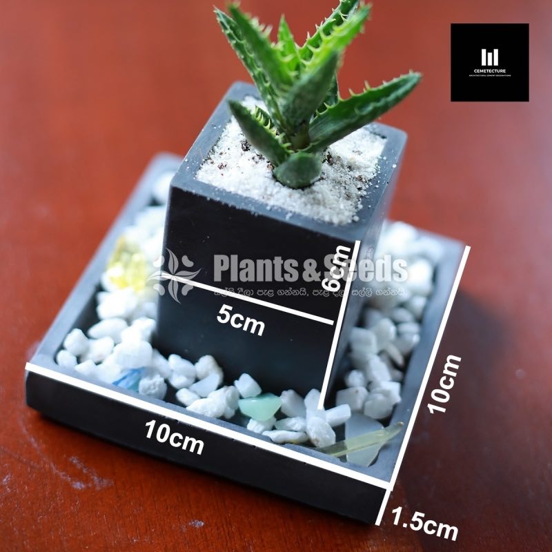 Succulent Plant  550