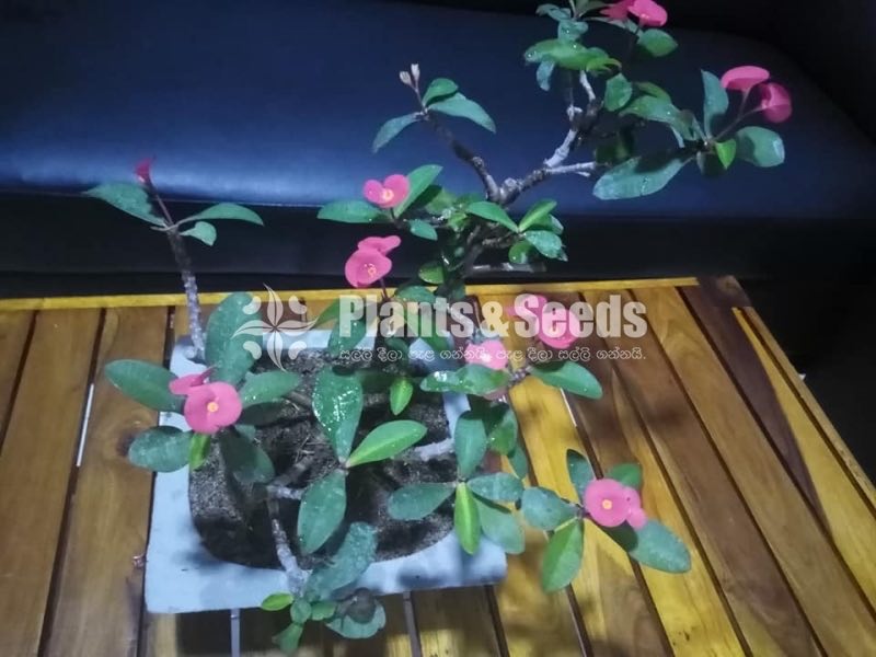 Bonsai 