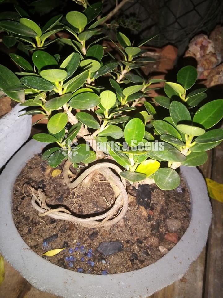 Bonsai 